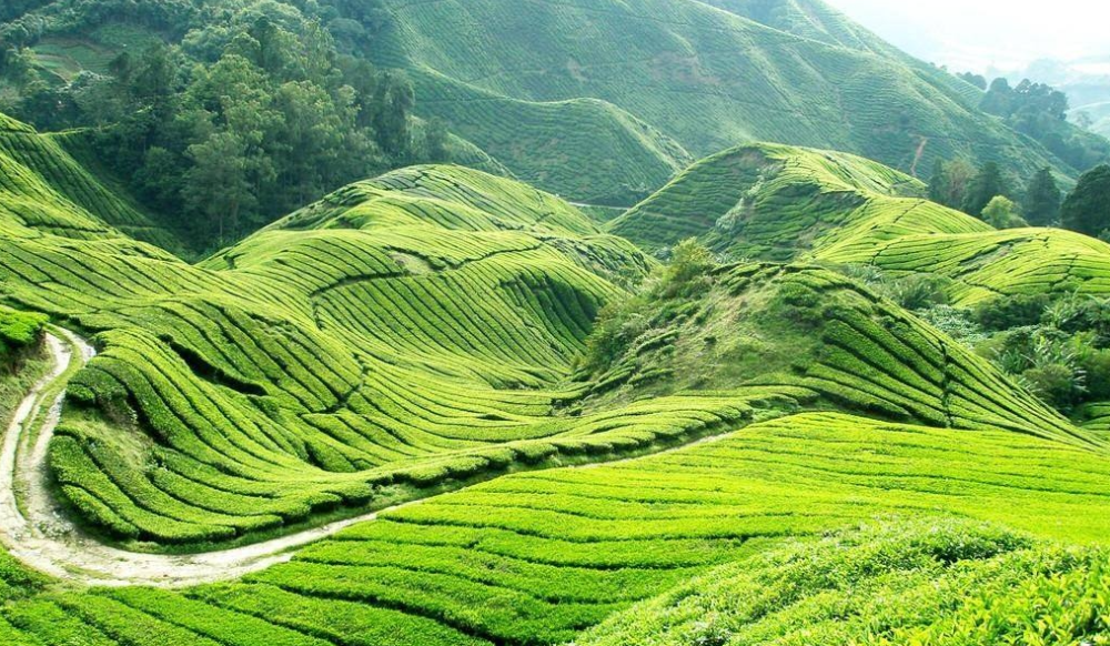 邵陽(yáng)諸多農(nóng)特產(chǎn)的發(fā)源地 關(guān)于家鄉(xiāng)的雪峰山你了解多少？